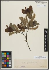 Foto von Salix appendiculata Vill.